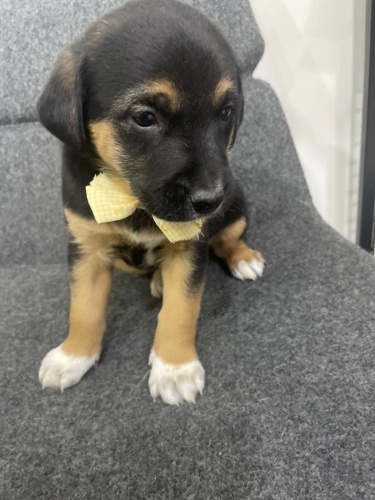 Rottweiler Melezi bebek fotoğraf