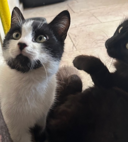 Aşk Ömürlük Yuvasını Arıyor fotoğraf