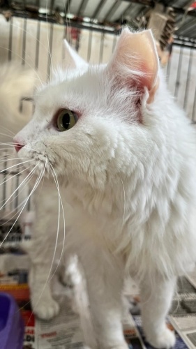 Yanlızlığı seven sakin sevimli bir prenses fotoğraf