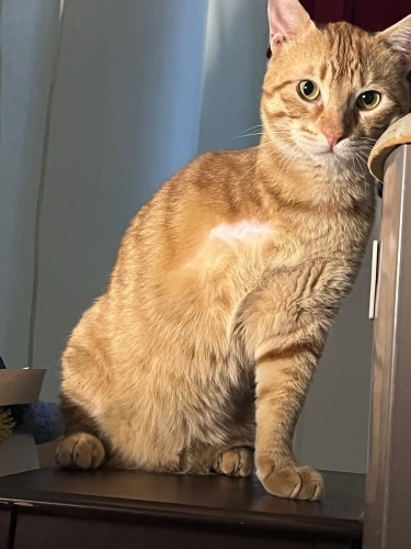 İZMİR/SAHİBİ KEMOTERAPİ GÖRÜYOR. 3 PATİLİYİZ fotoğraf