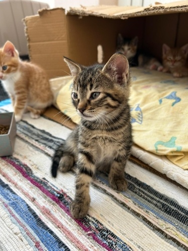 Yavru Kedimize Acil Yuva Arıyoruz!! fotoğraf