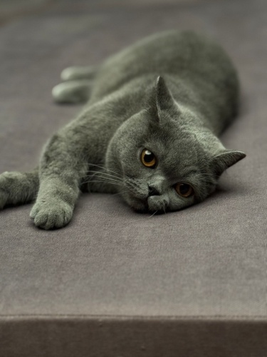 Sakin uysal sevgi yumoşu fotoğraf