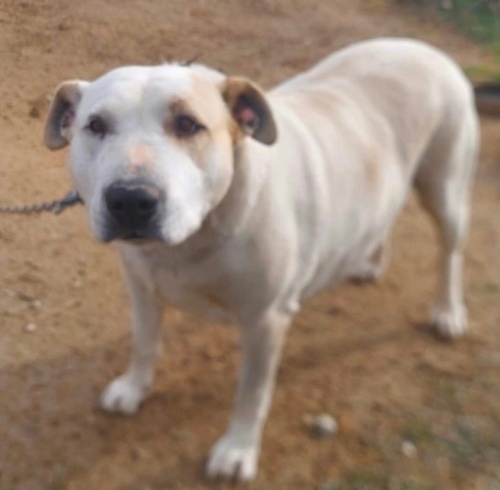 Hera yuva arıyor fotoğraf