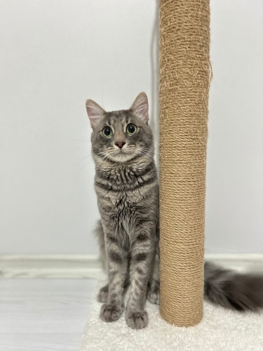 Merhaba ben pamuk bana ömürlük yuva olurmusunuz fotoğraf