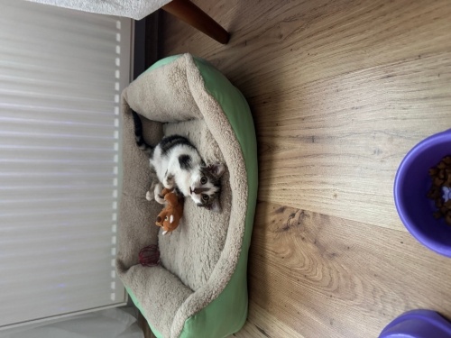 Oyuncu tatlı kız kalıcı yuvasını arıyor fotoğraf