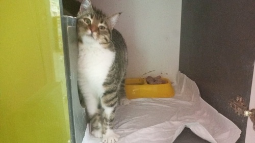 SIMSICAK BİR CAN TANESİ ‼️VETERİNERDEN ‼️ fotoğraf