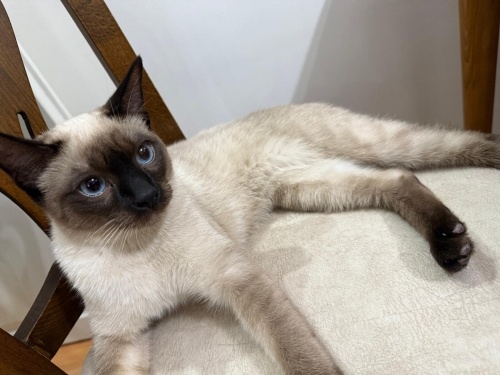 Ücretsiz sahiplenme iki siyam kedisi Mavi gözlü fotoğraf