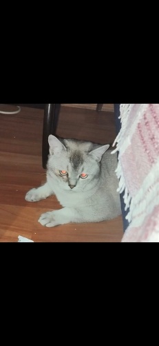 Ücretsiz sahiplenme British kedi acil yuva fotoğraf