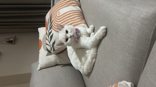 Sütlaca yuva arıyoruz fotoğraf