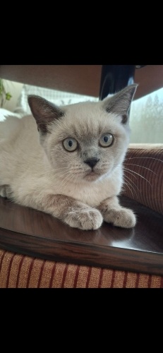 Ücretsiz sahiplendirme fotoğraf