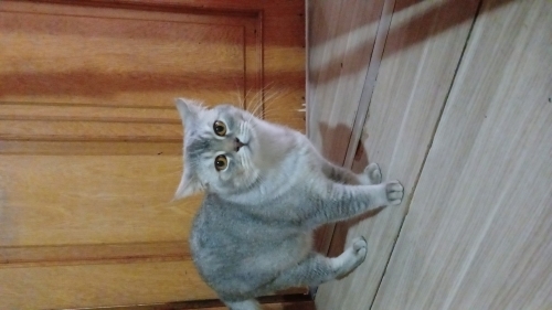 Erkek kedi sahiplendirmek istiyorum fotoğraf