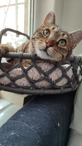 Şirin ve temas aşığı miniğe hayran kalacaksınız 😻 fotoğraf