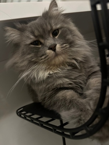 Sevgi arsızı, konuşkan biricik oğlumuz fotoğraf