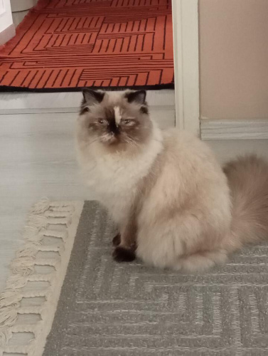 Cookie kızımız ömürlük yuvasını arıyor fotoğraf