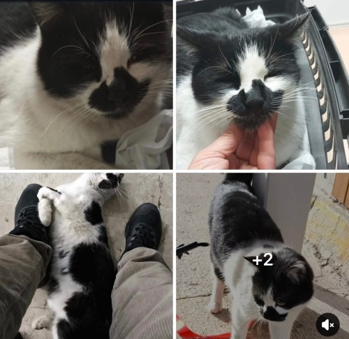 Çiko yuva arıyor fotoğraf