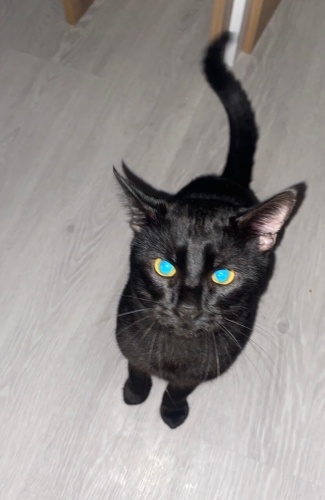 onu çok sevicek bir yuva arıyoruz fotoğraf