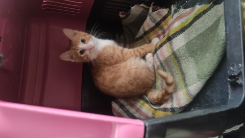 Ömürlük sevgi dolu yuva fotoğraf