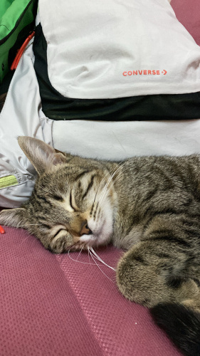 sırnaşık zeytine ev olabilir misiniz sokağa gitmesin fotoğraf