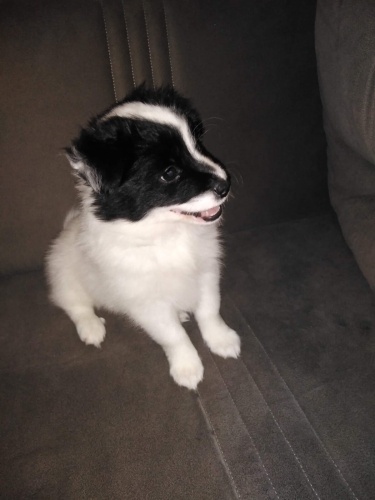 Ücretsiz sahiplendirme fotoğraf