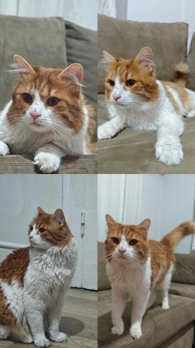 Sağlıklı Alamız Acil Yuva Arıyor (Cins Kırması) fotoğraf