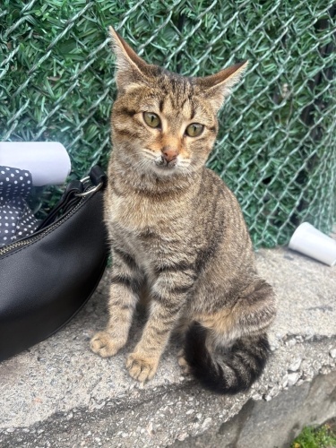 Aşşırı sırnaşık sevgi dolu ve diğer hayvanlarlada çok iyi anlaşan biri fotoğraf