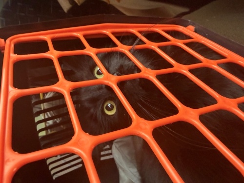 sevimli luna’nın şansı olalım fotoğraf