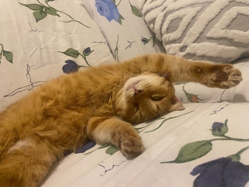 EVDEN ATILAN CANA YUVA fotoğraf