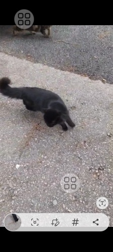 3 bacaklı engelli zeytin sokakta yaşayamıyor fotoğraf