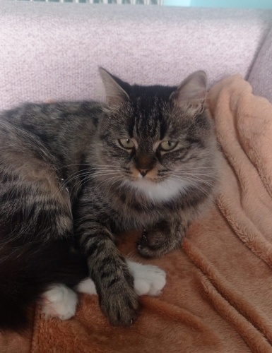 Acil yuva aranıyor fotoğraf