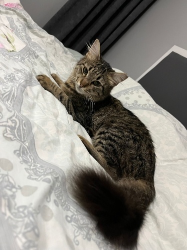 Acil yuva aranıyor fotoğraf