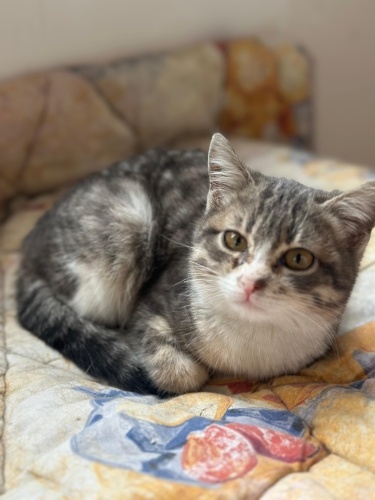 Miyavlamayan sessiz sakin bir kız tek çıkardığı ses gur gur 😻 fotoğraf