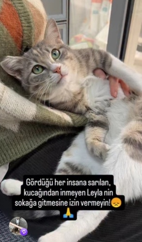 SEVGİSİ İÇİNİZİ ISITIR, AŞIK OLURSUNUZ‼️KISIR‼️ fotoğraf