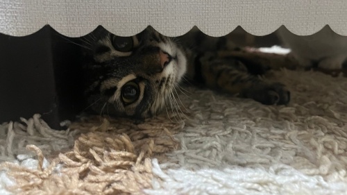 Acil yuva aranıyor fotoğraf