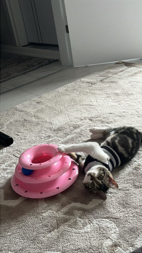 Mia yuva arıyor fotoğraf