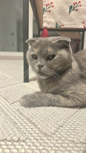 Ücretsiz sahiplenme Scottish kedi ömürlük yuva fotoğraf