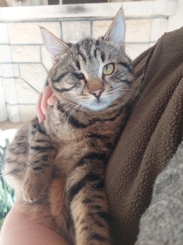 Ücretsiz sahiplenme dünya güzeli kedi fotoğraf