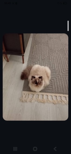 Ücretsiz sahiplenme lütfen şartlarimizi dikkatli okumaniz rica ediliyor fotoğraf