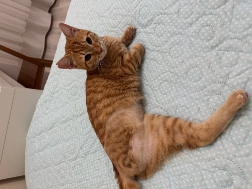 !!!!!ACİL!!! ENGELLİ 3 BACAKLI KISIR KEDİ fotoğraf