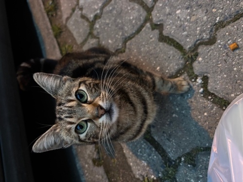 Cici hanım sevgi arsızı, uysal, minyon ve kısır fotoğraf