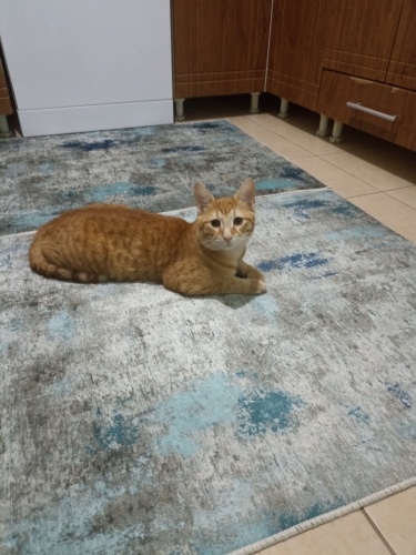 Sevimli , kendini sevdiren kedi fotoğraf