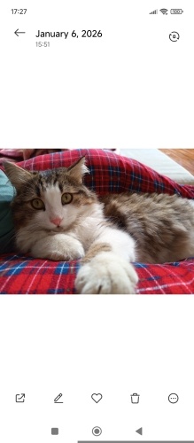 Omuz ve kucak kedisi fotoğraf