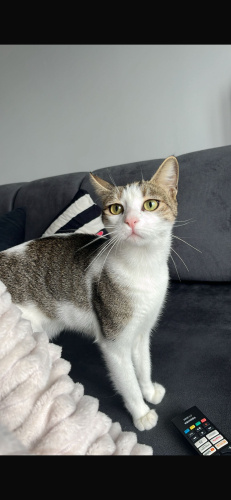 Sevgi pıtırcıgı temas bagımlısı fotoğraf