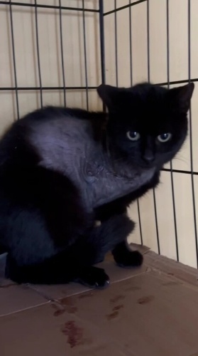 Melek gibi masum, engelli bir can fotoğraf