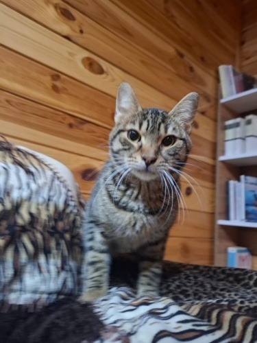 Dünya tatlısı, sosyal ve aşılı fotoğraf