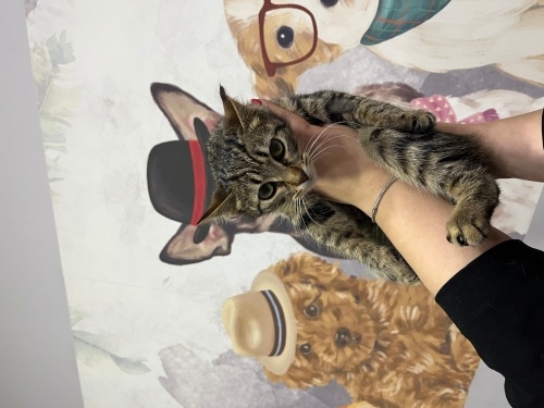 Miniş’e acil yuva arıyoruz fotoğraf