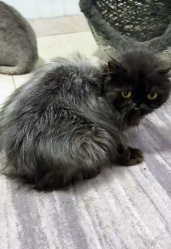 Açıklamayı okuyun lütfen fotoğraf