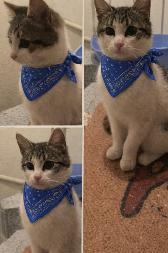 Umut bebek ömürlük yuvasını arıyor fotoğraf