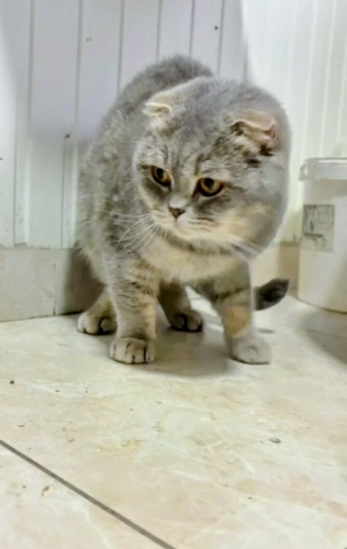 Barınağa terk edildi fotoğraf