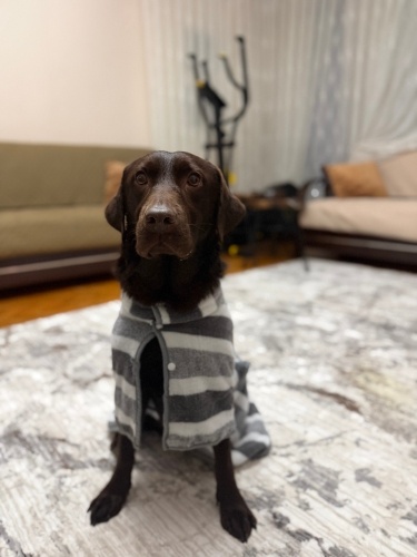 Dünyanın en tatlı Labradoru fotoğraf