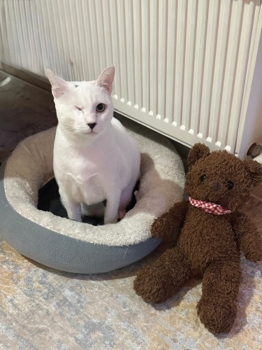 Onu çok sevecek ömürlük ailesini arıyorum fotoğraf